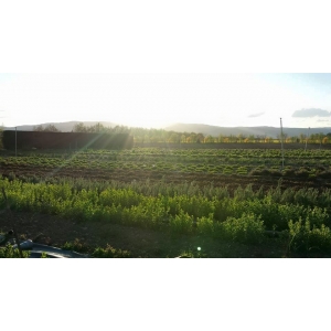 Les Arômes De Genas