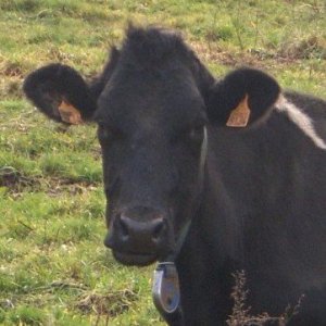 Sas O Pré Des Volcans