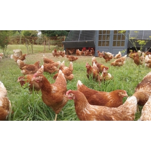 Les Oeufs De La Ribelly