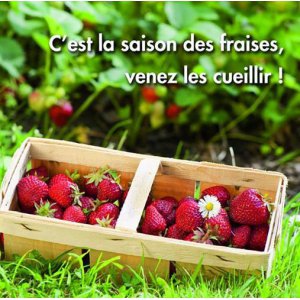 La Cueillette De Comines