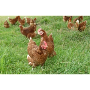 Scea De Coullemelle Devillers