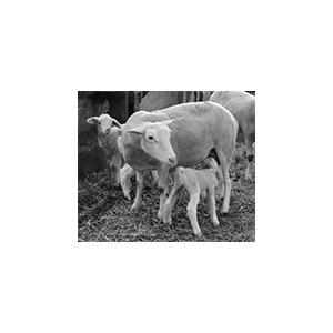 Bergerie Enlauze Del Bosc