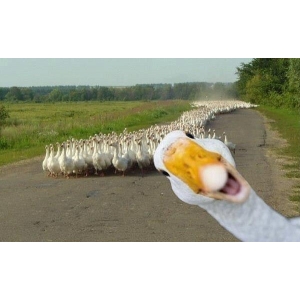 Les Canards Gourmands