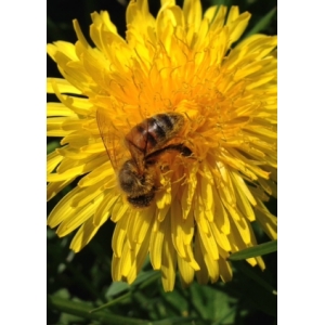 Des Milliers D'abeilles