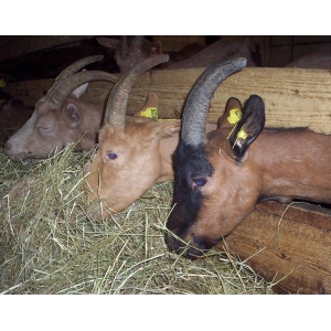 Elevage Du Champ Pierrot 