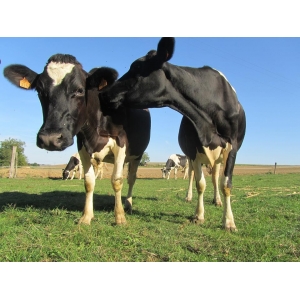 La Ferme Des Petits Bois - Fromagerie à La Ferme