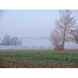 Cressonnière Du Bugey