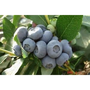 Ferme De La Charmoye