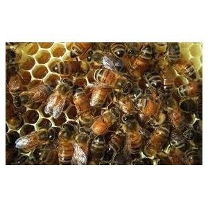 Miellerie De La Vallée De L'automne