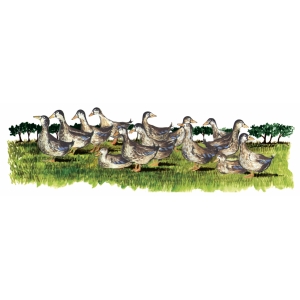 Delices Du Luy De France