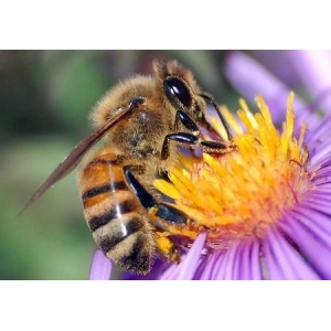 Apiculteur Cunin Christophe