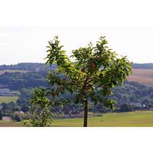 Ferme Bio Du Mont Saint Benoit
