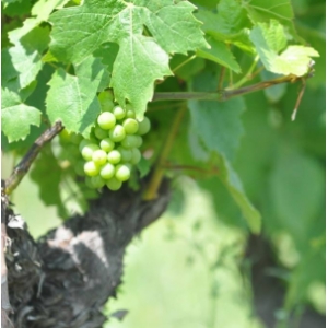 Domaine Du Bois Gaultier Aoc Valençay