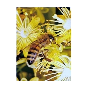 Miel De Forêt De Sologne Jacquou Pinglot