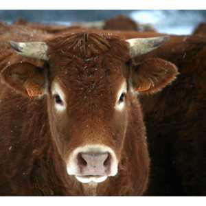 Gaec De La Brocquerie