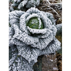 Les Jardins Du Brandstouden