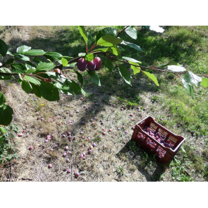 La Ferme Des Fruits Secs 47 (favre M-h.)