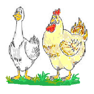 Les Volailles De Svitlana Et Frédéric