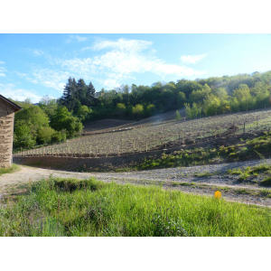 Verger Saint Vincent