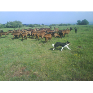 La Chèvre De Russilly