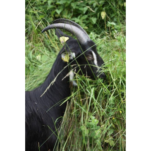 La Ferme Qui Rend Chèvre !