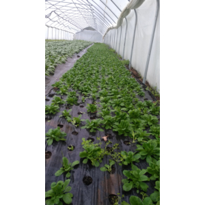 Serres Maraîchères Las Borias