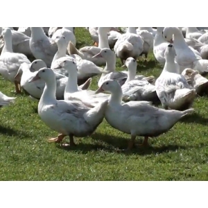 L'élevage Du Fermier