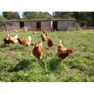 Les Oeufs Bio De La Bessinière