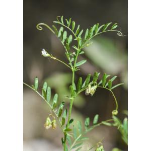 La Lentilles Blonde De Champeix