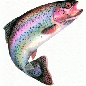 Scea Les Truites Du Pays D'auge