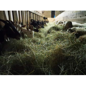 La Chèvrerie Du Felsenbach