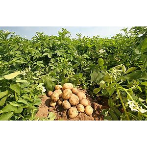 La Ferme De Labarthe