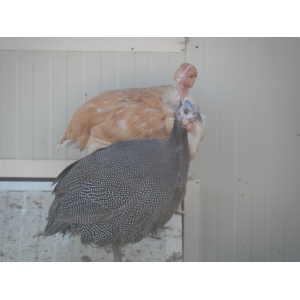 Les Volailles De Pié-palet