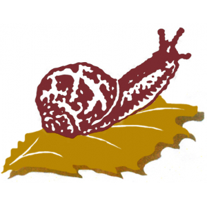 Escargots "le Jacquin"