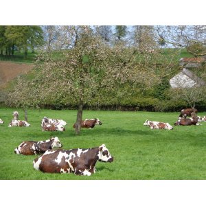 La ferme des hirondelles