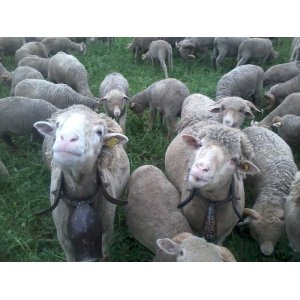 EARL Roman Elevage Ovin