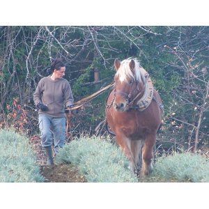 Paysan Producteur Plantes Arom / Médicinales