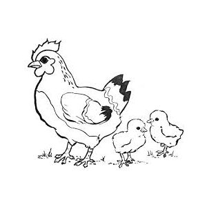 Elevage De Volailles Jeannerot Gérald