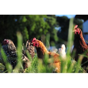 Gaec du champ du bourg