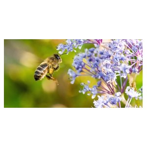 Aux Saveurs de la ruche