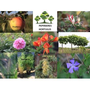Pépinières Hortulus