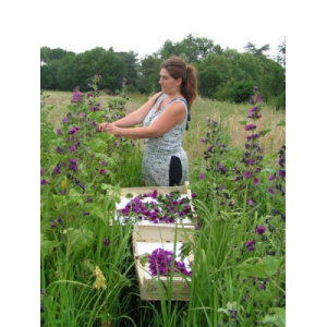 Tisanes Au Jardin Des Fées