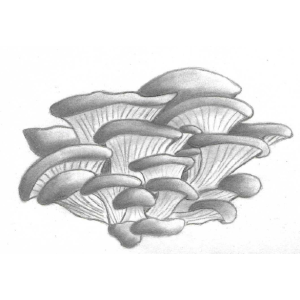 Aux Pleurotes Des Trémeurs