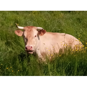 Boeuf De L'audugerie