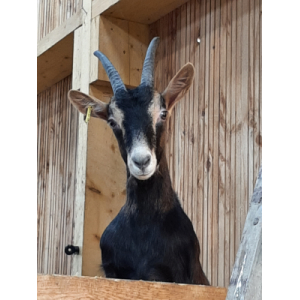 Chèvrerie De L'espérance