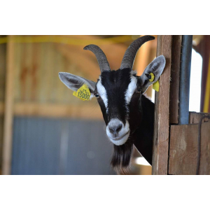 Chèvrerie Des Bas Alpages