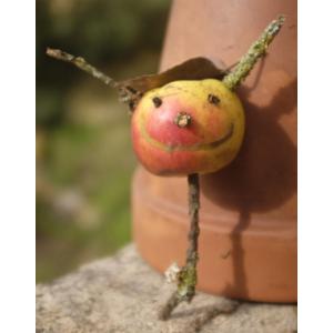 Cidrerie La Follette