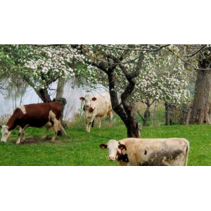 Danglard -saint Capret