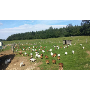 David Mouchart " Volailles A L'ancienne