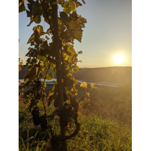 Domaine Du Château Vieux